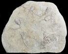 Crinoid Plate With Species - Warsaw Formation, Illinois #47047-1